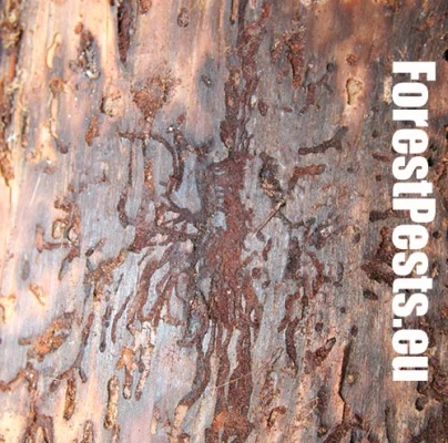 Podk&ocirc;rnik Hylurgops glabratus