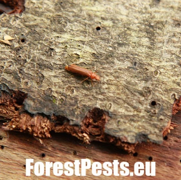 Drvin&aacute;r hned&yacute; 