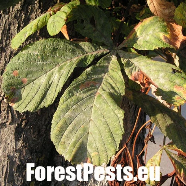 M&uacute;čnatka Erysiphe flexuosa