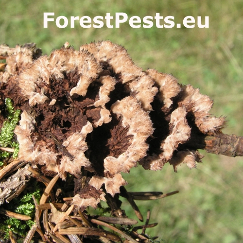 Plesňovka zemn&aacute;
