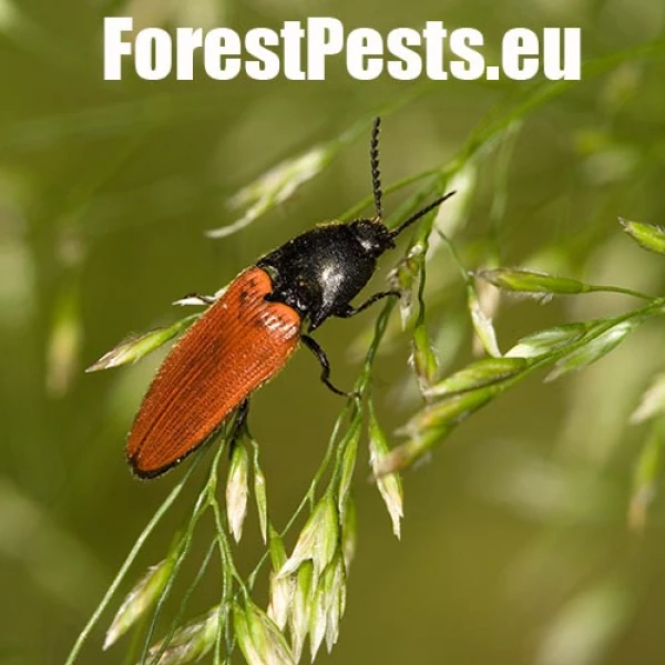 Kov&aacute;čikovit&eacute; Elateridae