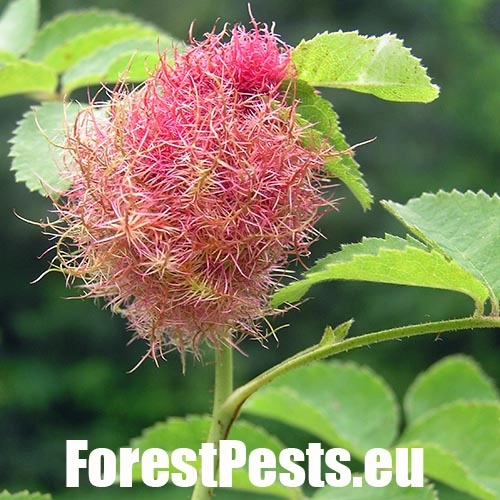 Hrčiarka ružov&aacute;