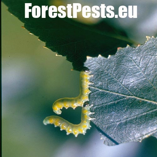 Piliarka Croesus latitarsus