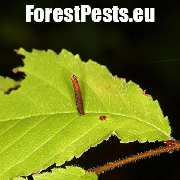 R&uacute;rkovčekovit&eacute; Coleophoridae