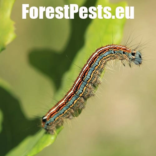 Priadkovec obr&uacute;čkav&yacute;