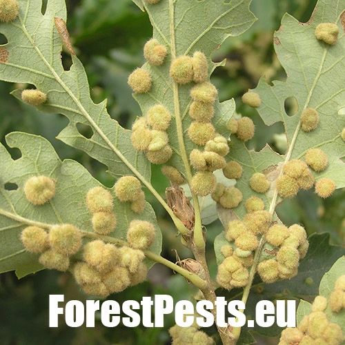 Hrčiarka Dryomyia circinans