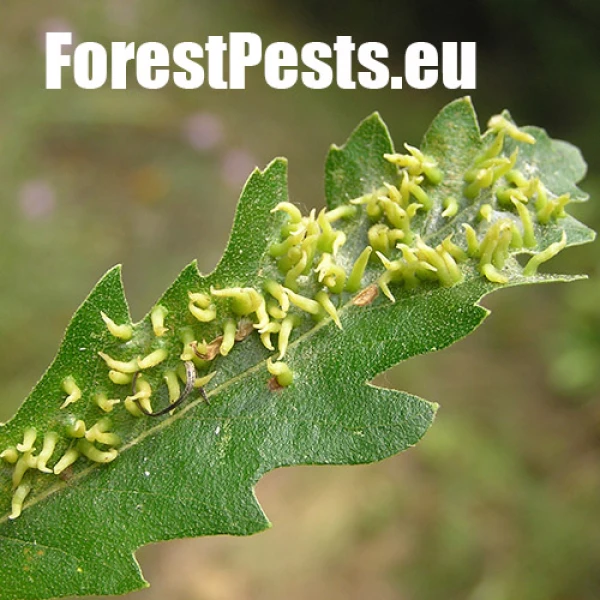 Hrčiarka Contarinia subulifex