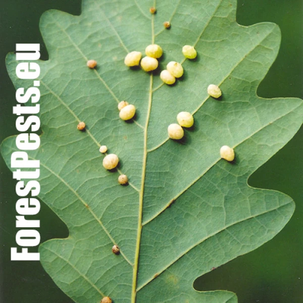 Hrčiarka Cynips divisa