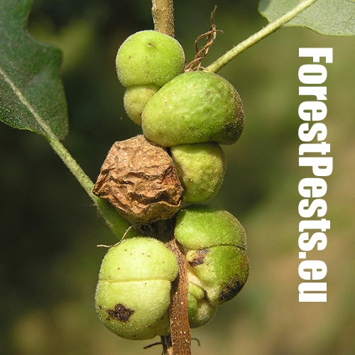 Hrčiarka Aphelonyx cerricola