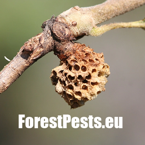 Hrčiarka Andricus quercusradicis