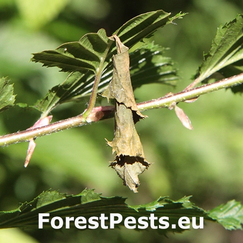 Nos&aacute;nik brezov&yacute;