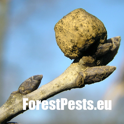 Hrčiarka Andricus glutinosus