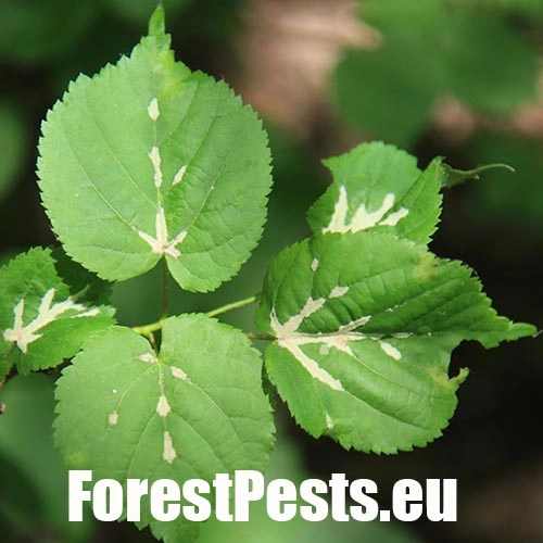 Roztoč Eriophyes nervalis