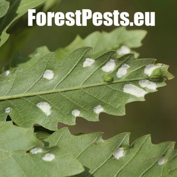 Roztoč Aceria cerreus