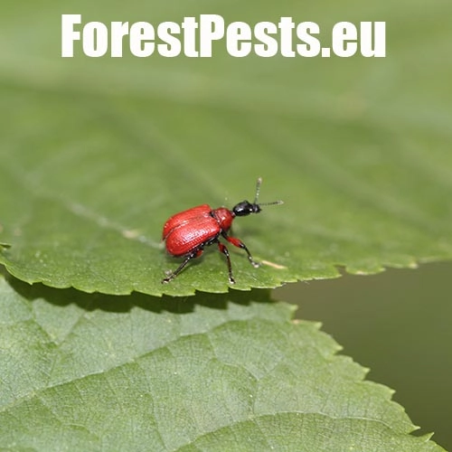 Nos&aacute;nik lieskov&yacute;