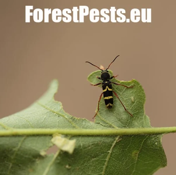 Fuz&aacute;č Clytus arietis