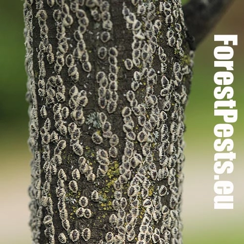 Červec brestov&yacute; 