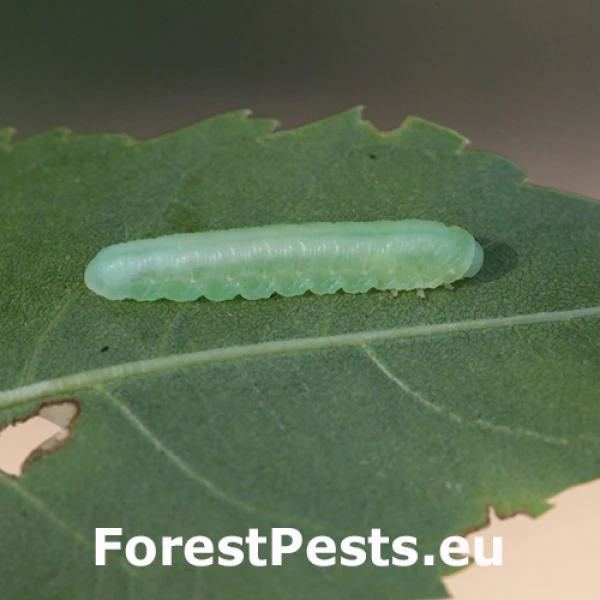 Piliarka jaseňov&aacute; 