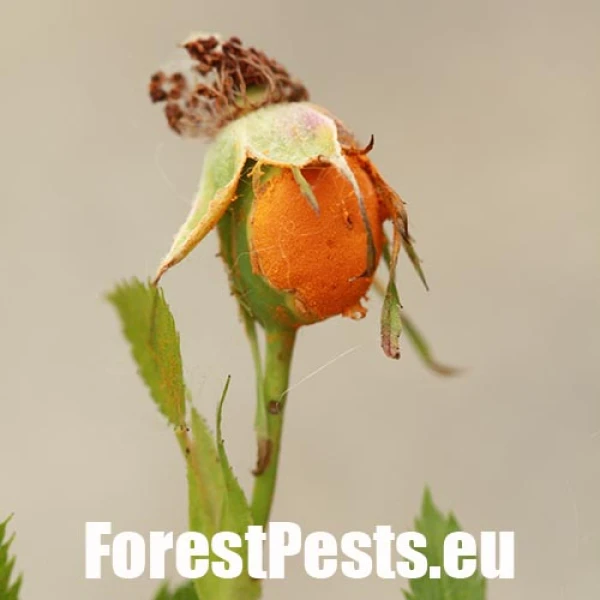 Rose rust