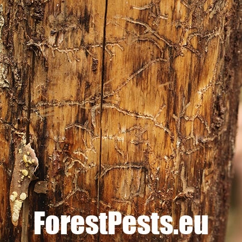 Lykožr&uacute;t Orthotomicus longicollis