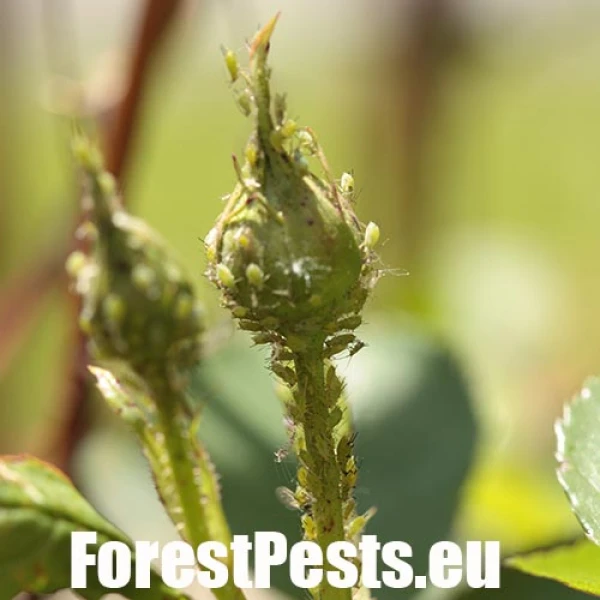 Rose aphid