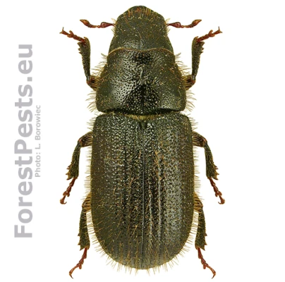 Lykokaz smrekov&yacute;