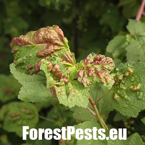 Vo&scaron;ka r&iacute;bezľov&aacute;