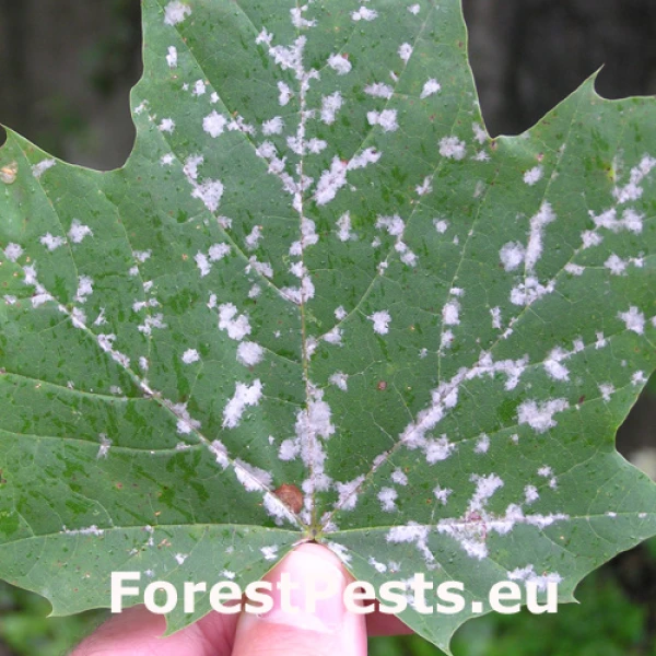 &Scaron;pir&aacute;lovka Tulasneova