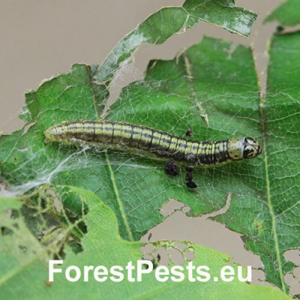 Vijačka dubinov&aacute;