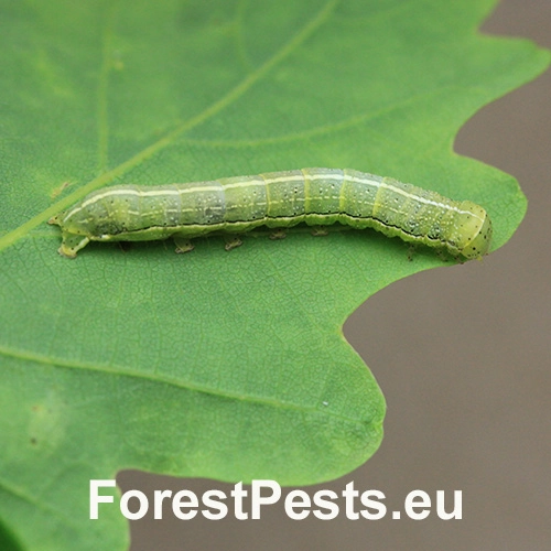 Sivkavec javorov&yacute;