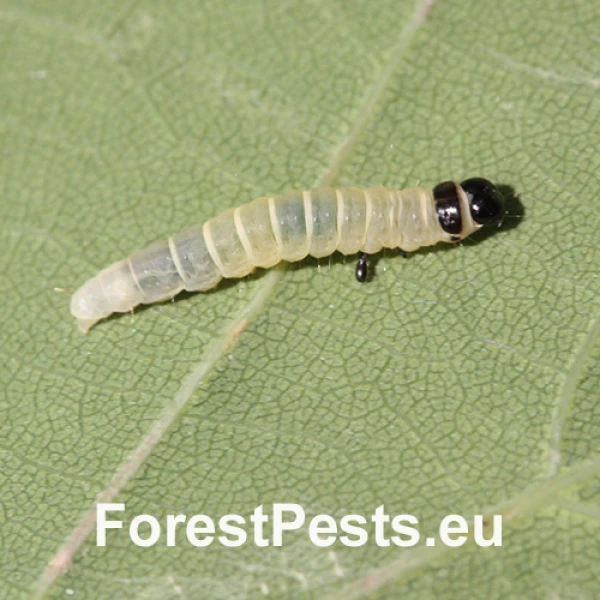 Zdobka jesenn&aacute;