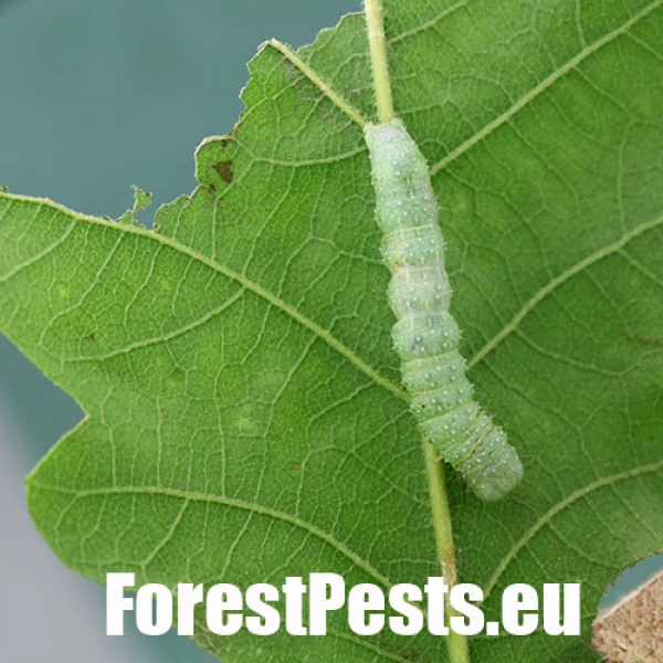 Mora Lithophane ornithopus