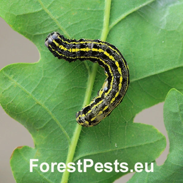 Mora Orthosia miniosa