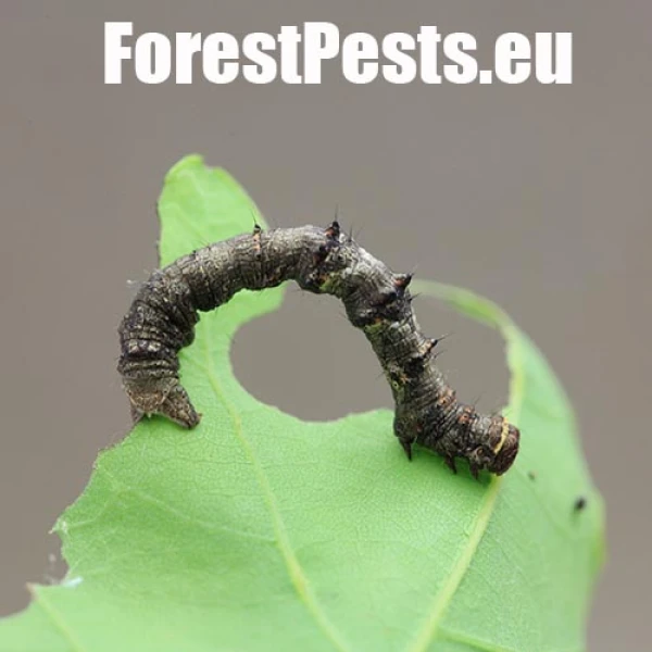 Pale brindled beauty