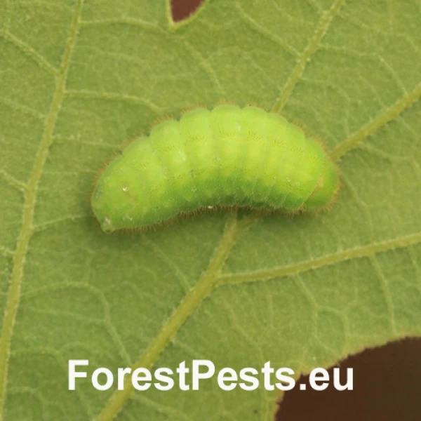 Ostr&ocirc;žk&aacute;r cezm&iacute;nov&yacute;