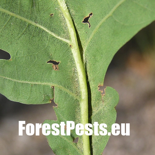 Hrčiarka Andricus testaceipes