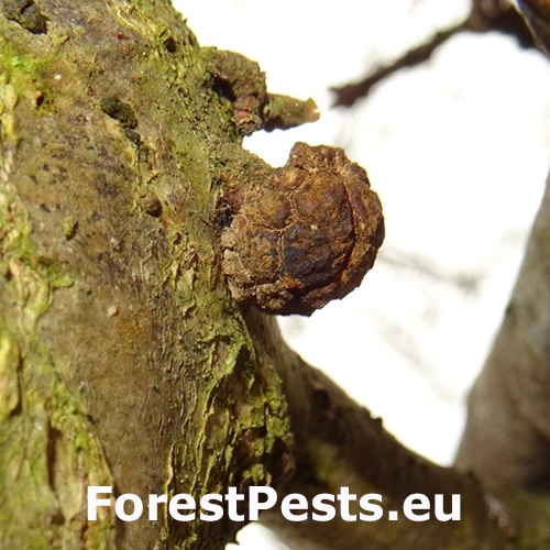 Hrčiarka Andricus truncicola