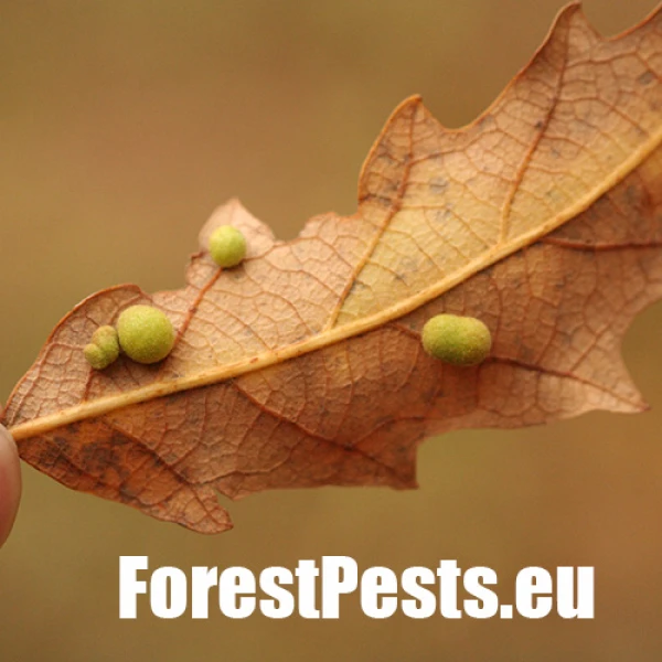 Hrčiarka Chilaspis nitida