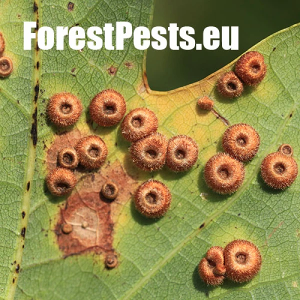 Hrčiarka Neuroterus numismalis