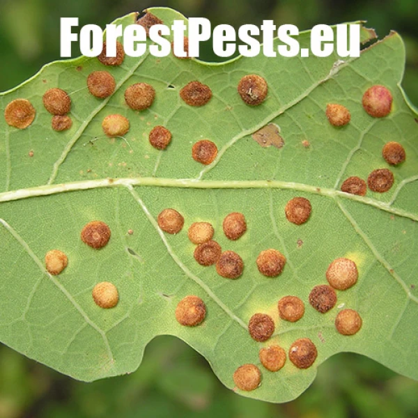 Hrčiarka Neuroterus quercusbaccarum