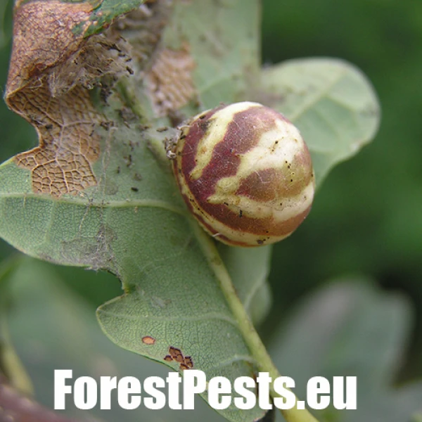 Hrčiarka Cynips longiventris