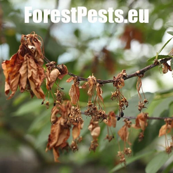 Monili&oacute;za k&ocirc;stkov&iacute;n