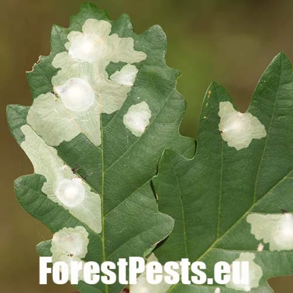 M&iacute;novn&iacute;k dubov&yacute;