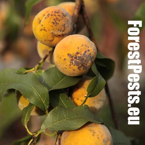 Chrastavitosť k&ocirc;stkov&iacute;n