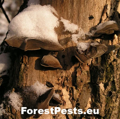 Uchovka bazov&aacute;