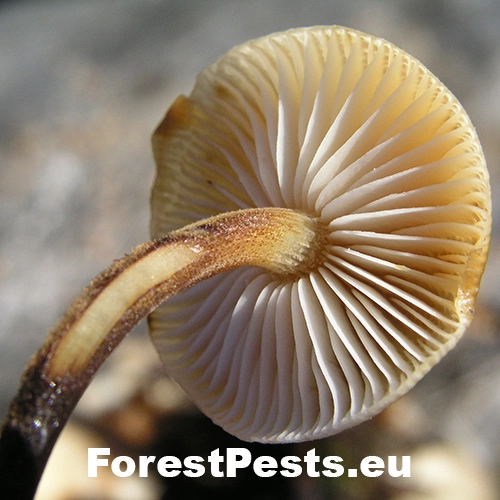 Plamienka zimn&aacute;