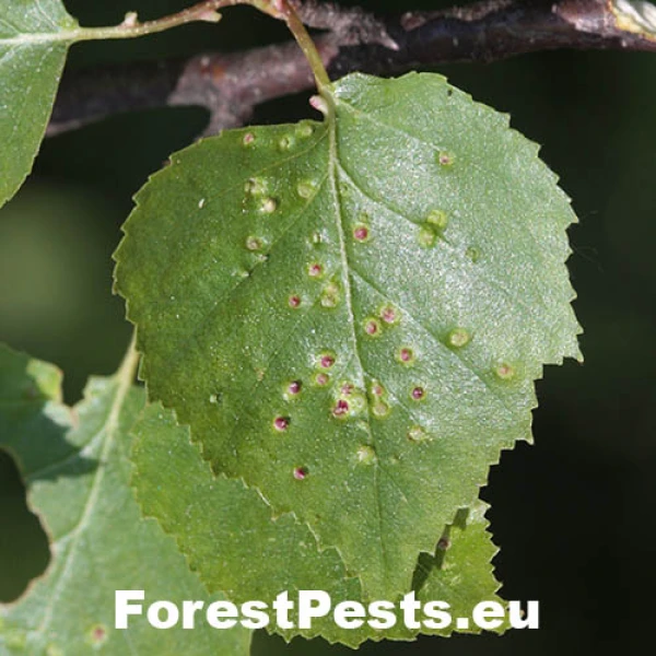 Roztoč Eriophyes leionotus