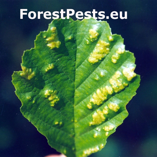 Roztoč Aceria brevitarsa brevitarsa