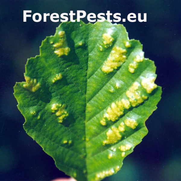 Roztoč Aceria brevitarsa brevitarsa