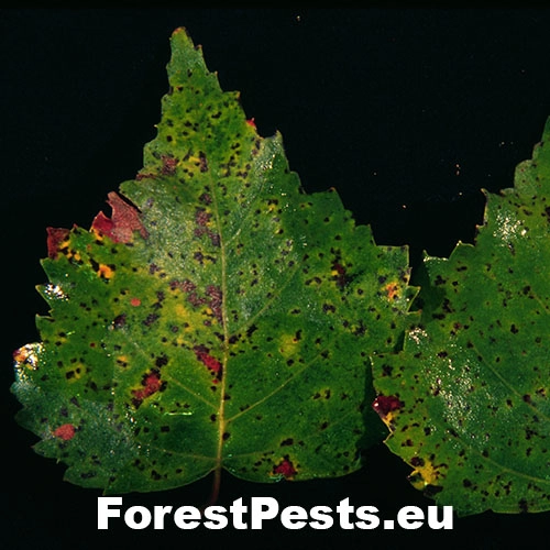 Hrdzovn&iacute;k brezov&yacute;